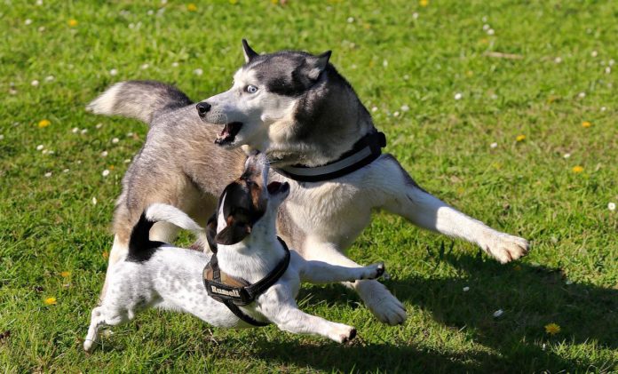 husky health problems